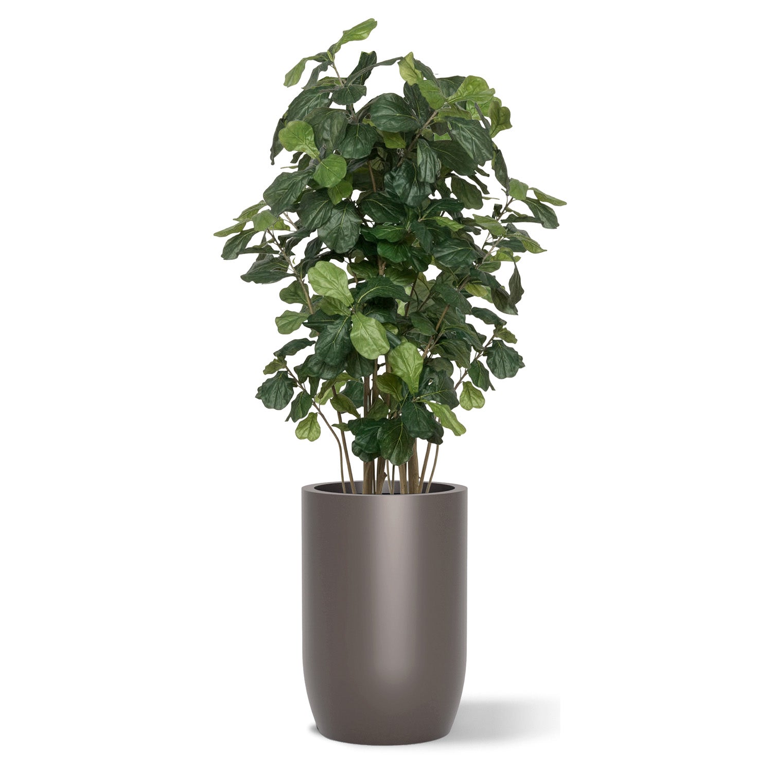 Botanical arrangement with two fiddle trees in a gunmetal satin barrel planter.