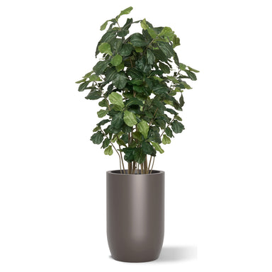 Botanical arrangement with two fiddle trees in a gunmetal satin barrel planter.