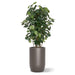 Botanical arrangement with two fiddle trees in a gunmetal satin barrel planter.