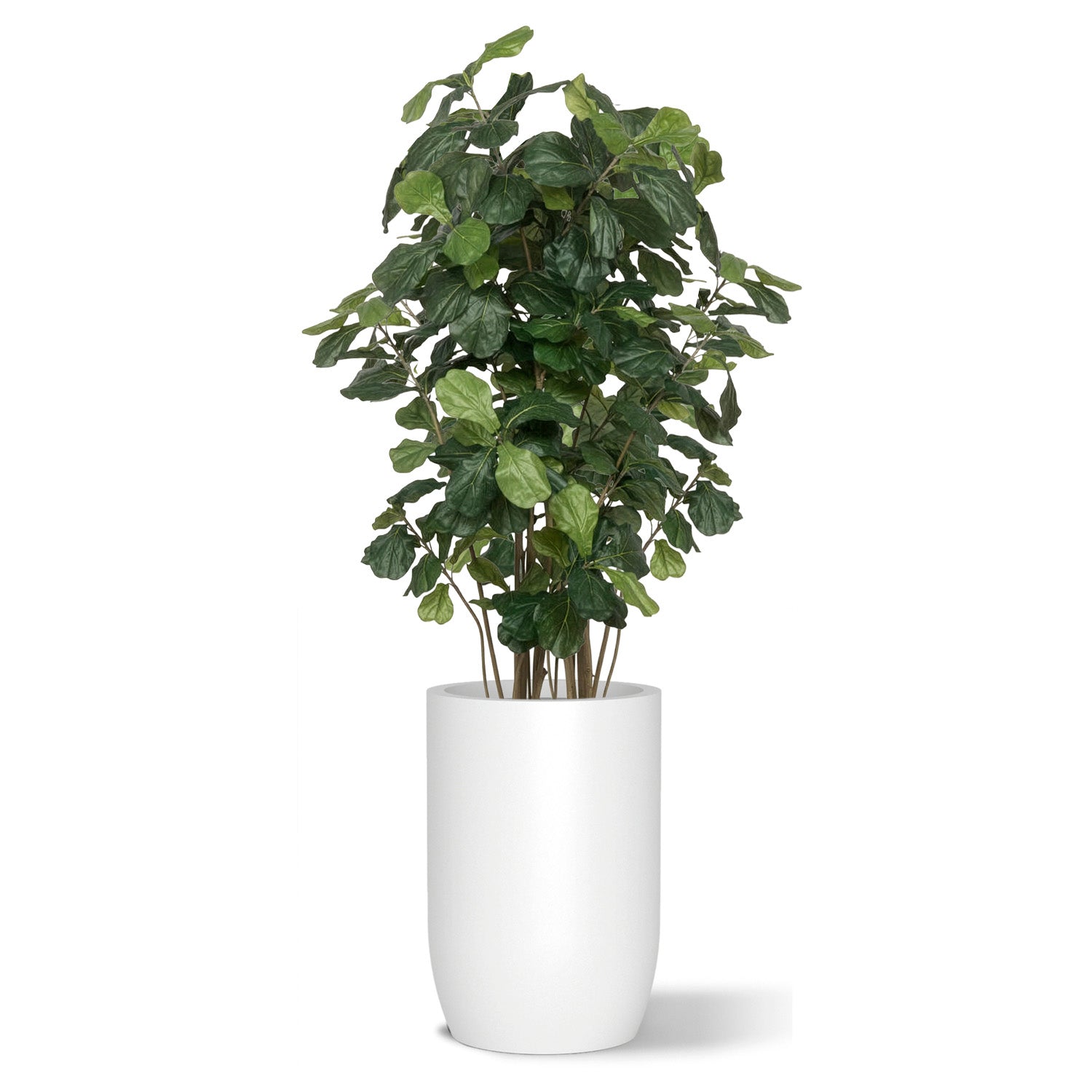 Botanical arrangement with two fiddle trees in a white satin barrel planter.