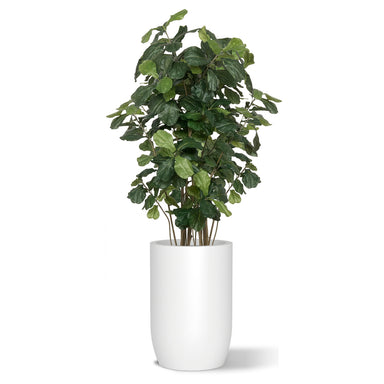 Botanical arrangement with two fiddle trees in a white satin barrel planter.