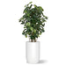 Botanical arrangement with two fiddle trees in a white satin barrel planter.