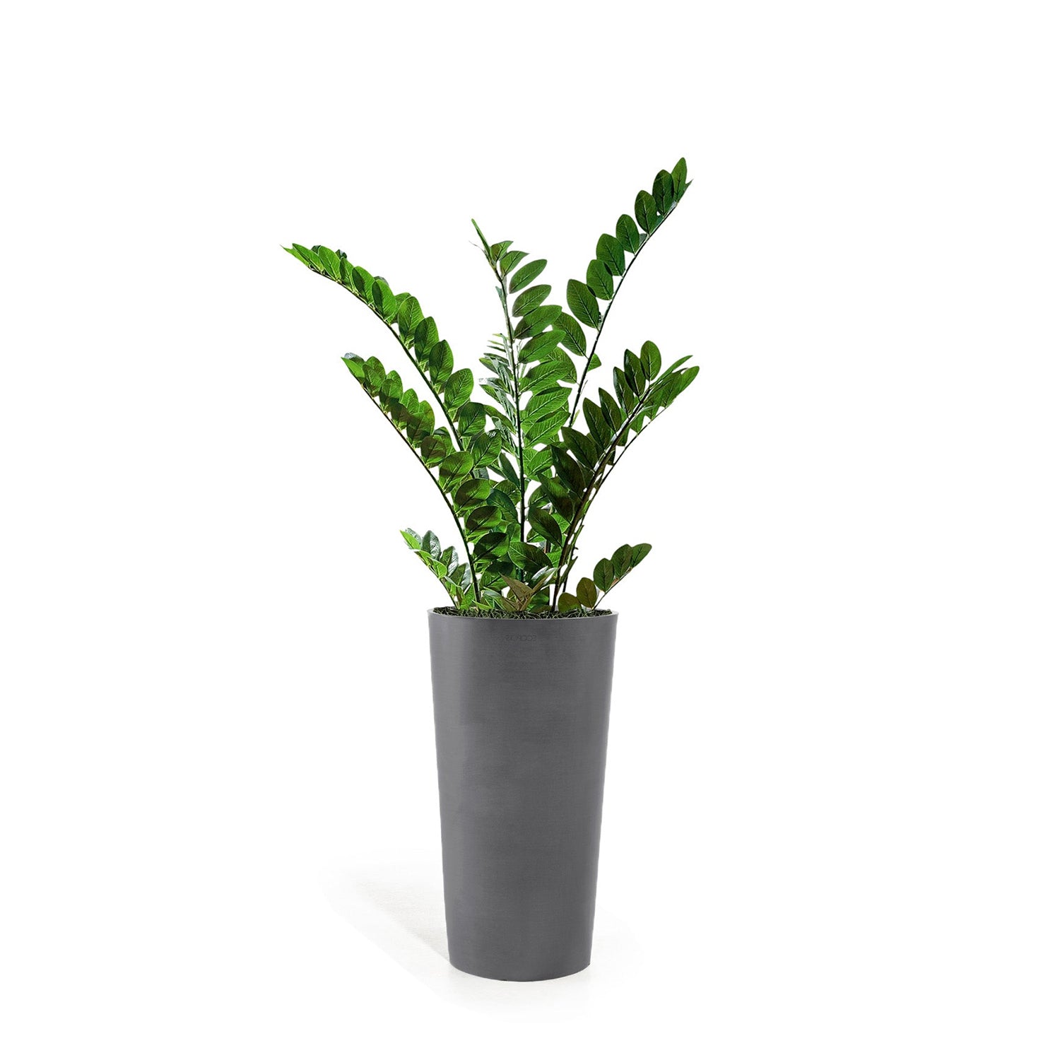 ZZ Plant in Harmony Planter SM, Grey Matte