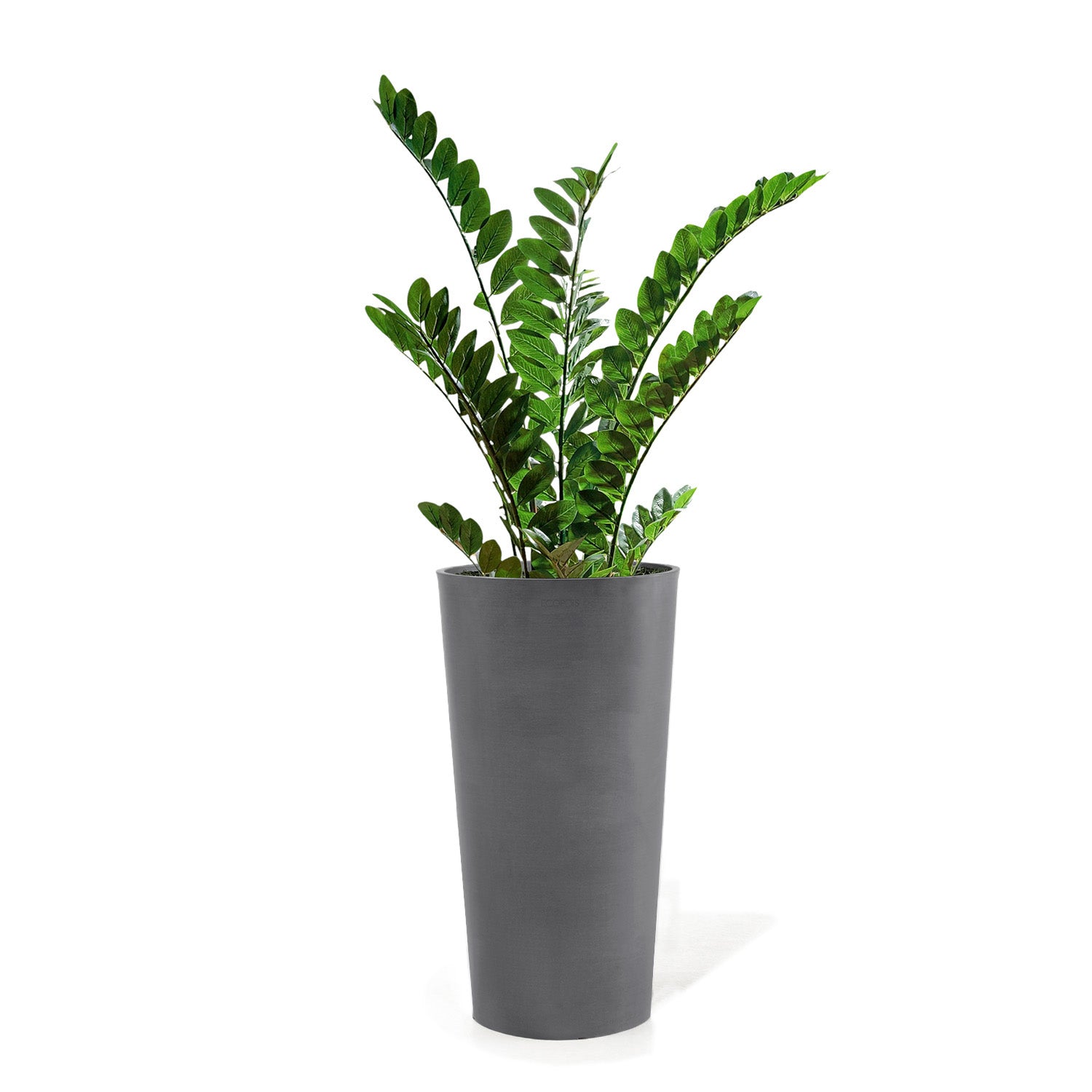 ZZ Plant in Harmony Planter MD, Grey Matte