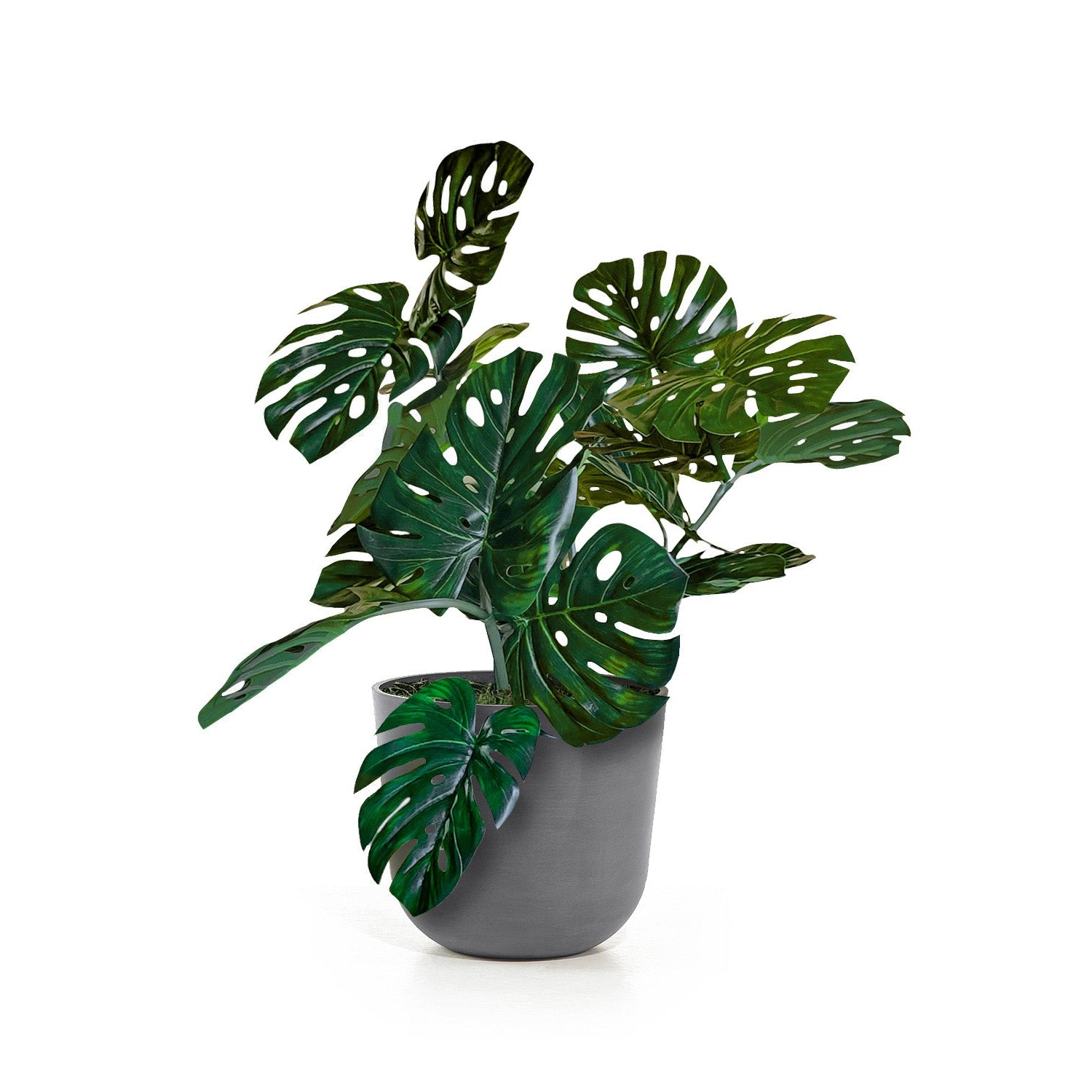 Monstera Vine in Rotunda Planter SM, Grey Matte