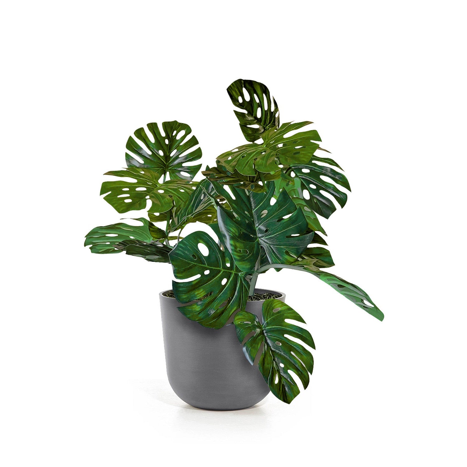 Monstera Vine in Rotunda Planter SM, Grey Matte