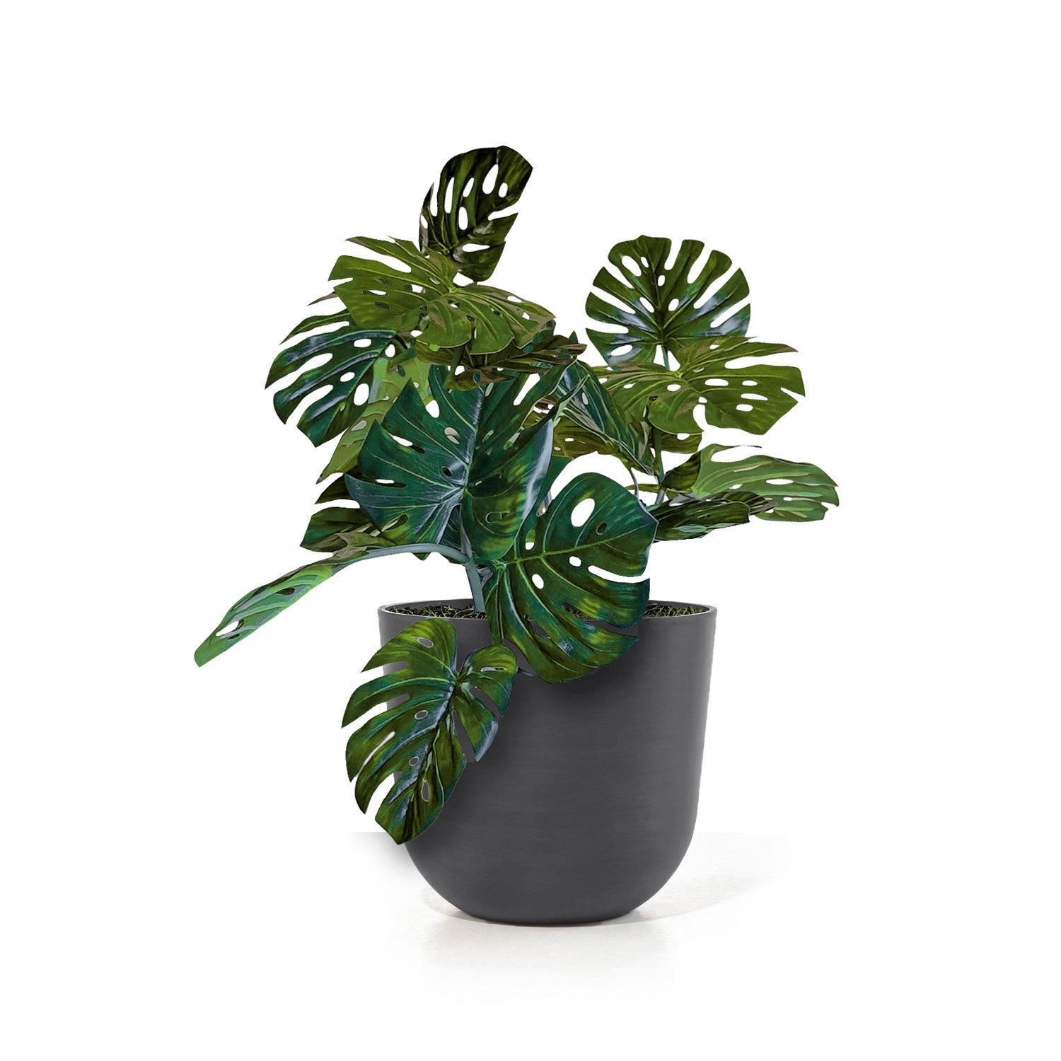 Monstera Vine in Rotunda Planter MD, Grey Matte