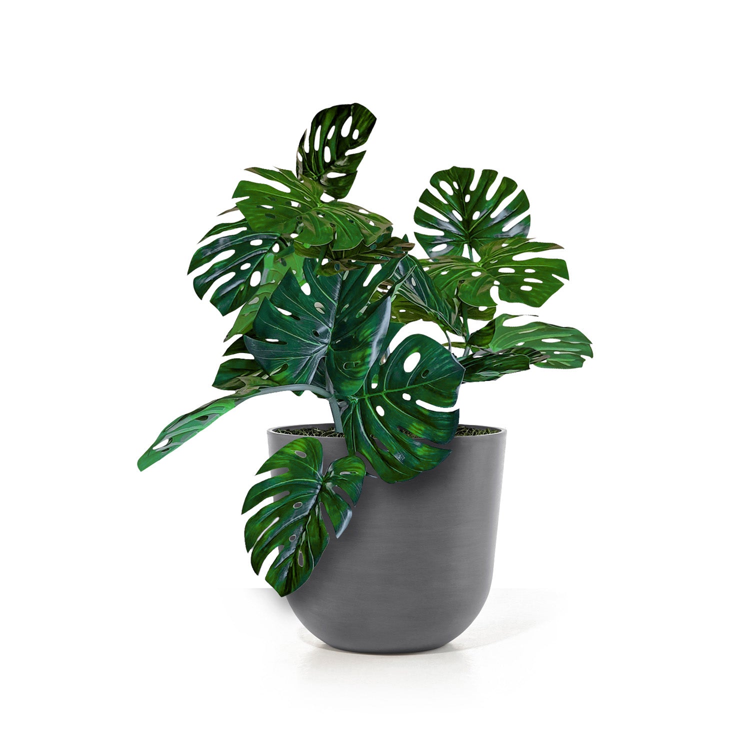 Monstera Vine in Rotunda Planter MD, Grey Matte