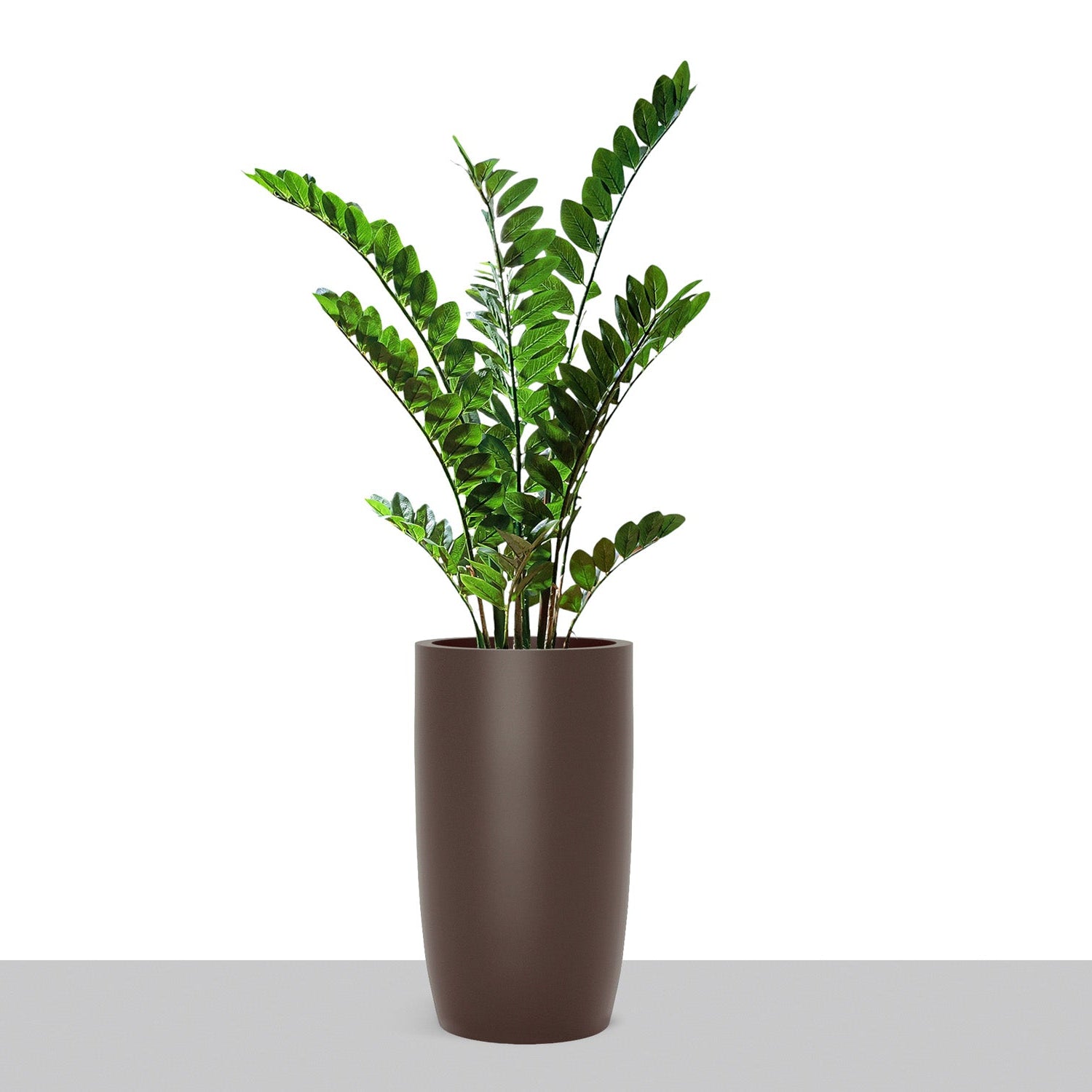 brown zz plant ZZ Plant in Barrel Planter SM, Brown DK Satin — Gold Leaf Design Group