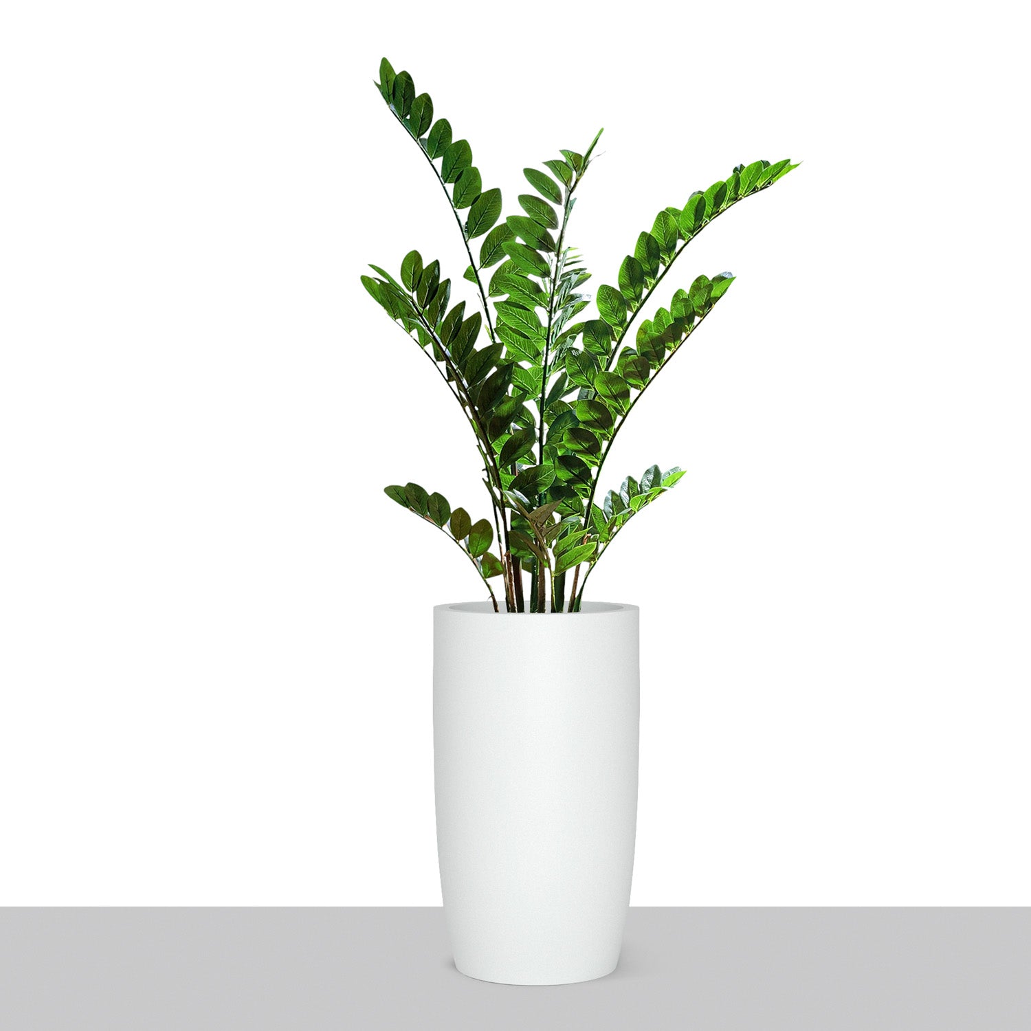 ZZ Plant in Barrel Planter SM, White Satin