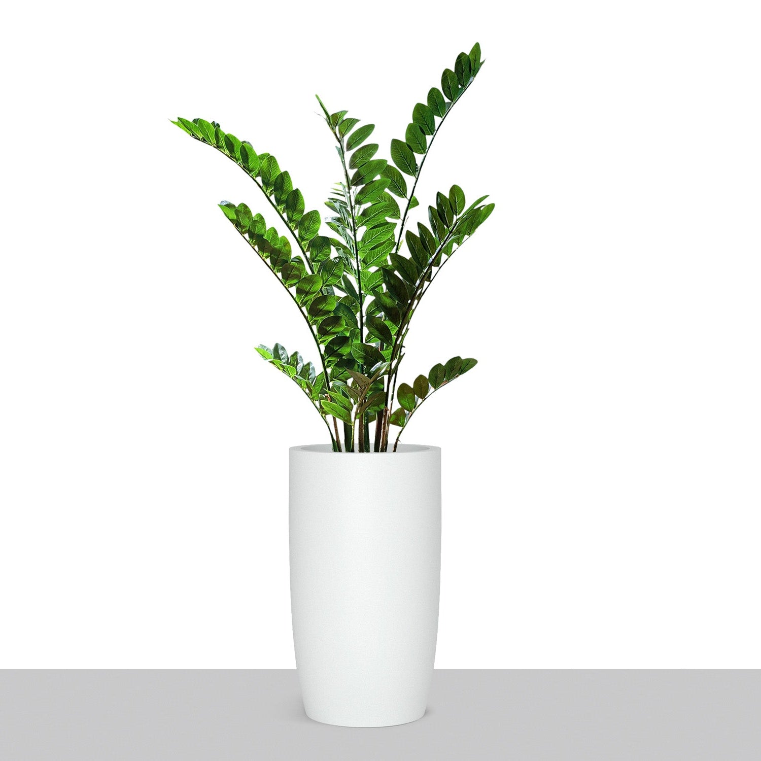 white zz plant ZZ Plant in Barrel Planter SM, White Satin — Gold Leaf Design Group