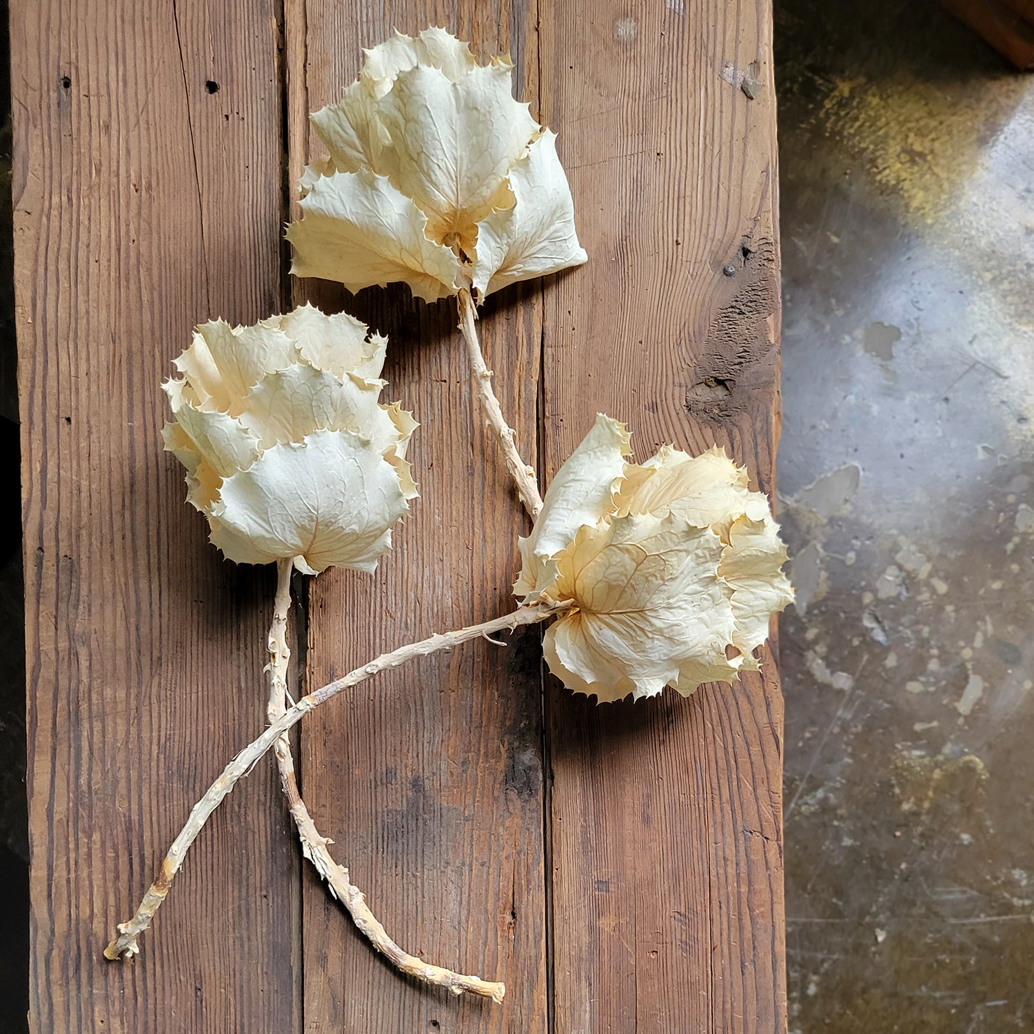 Hakea Victoria Stem, Bleached