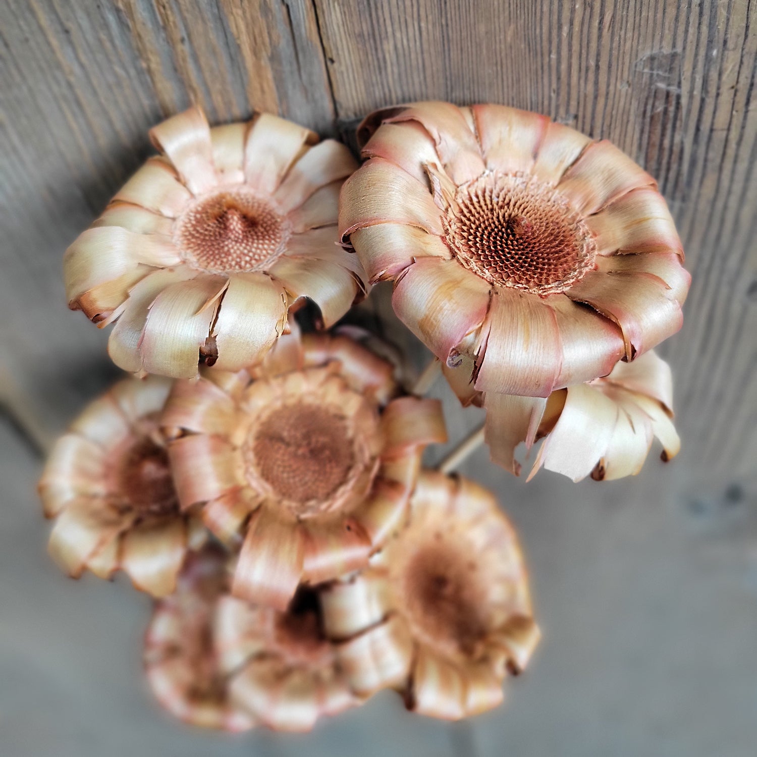 Protea Base w/Stem, 8 PC Bunch