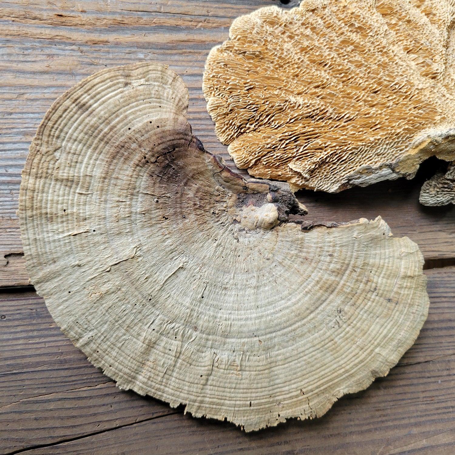 Shelf Mushroom, 6 PC Set, Natural