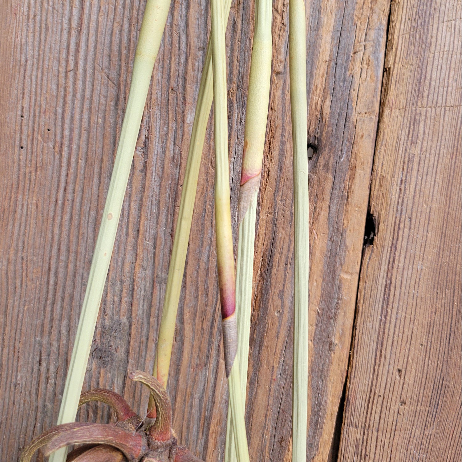 Spider Eucalyptus w/Stem, 5PC Bunch, Natural