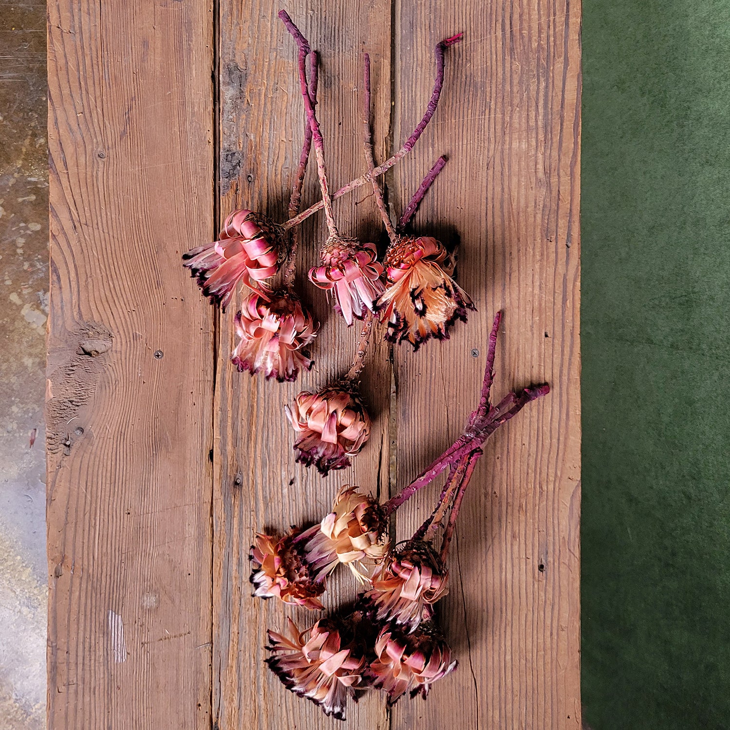 Protea Flower w/Stem, 5 PC Bunch, Natural