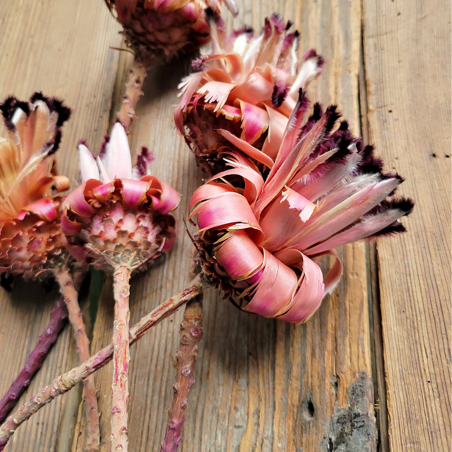 Protea Flower w/Stem, 5 PC Bunch, Natural