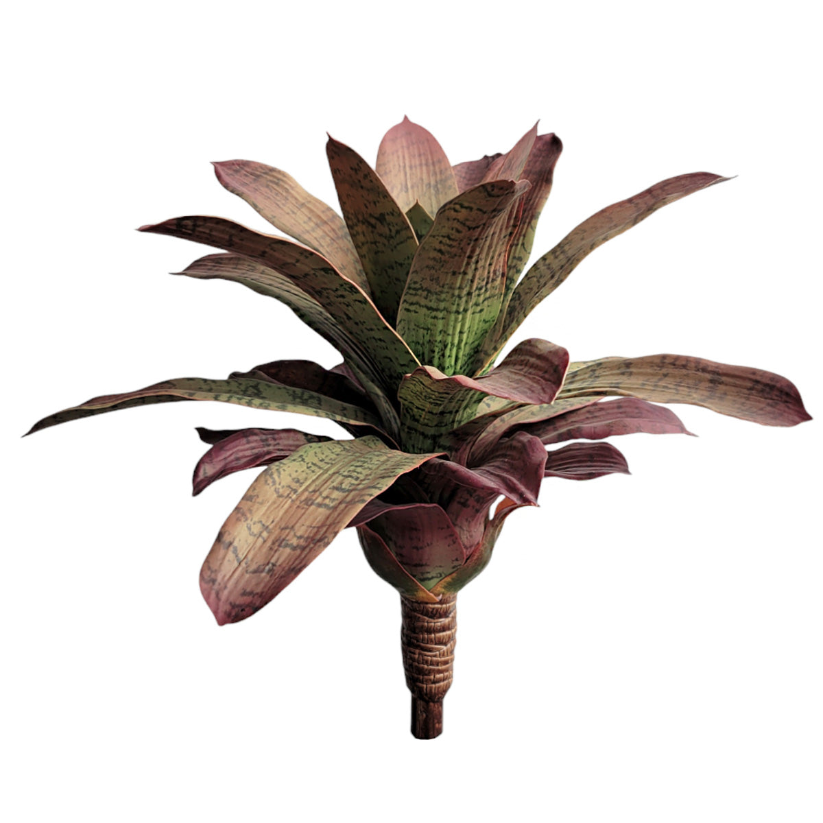 Bromeliad 17”H Unpotted, Green/ Burgundy