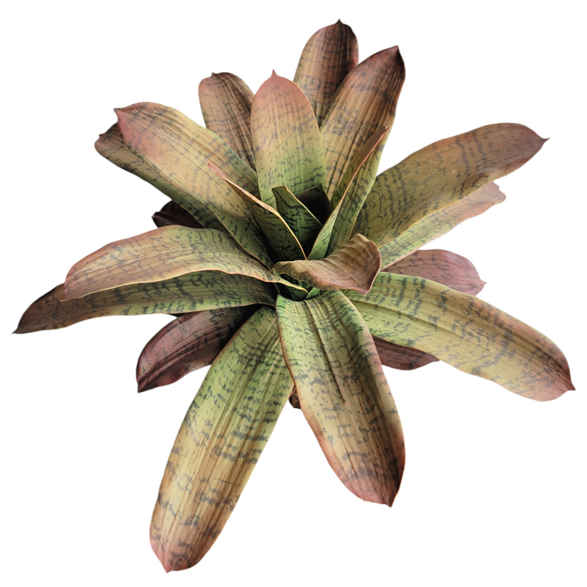 Bromeliad 17”H Unpotted, Green/ Burgundy