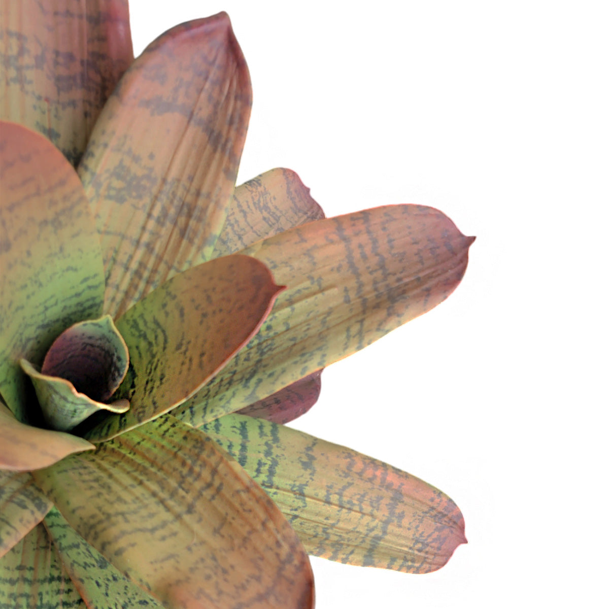 Bromeliad 17”H Unpotted, Green/ Burgundy