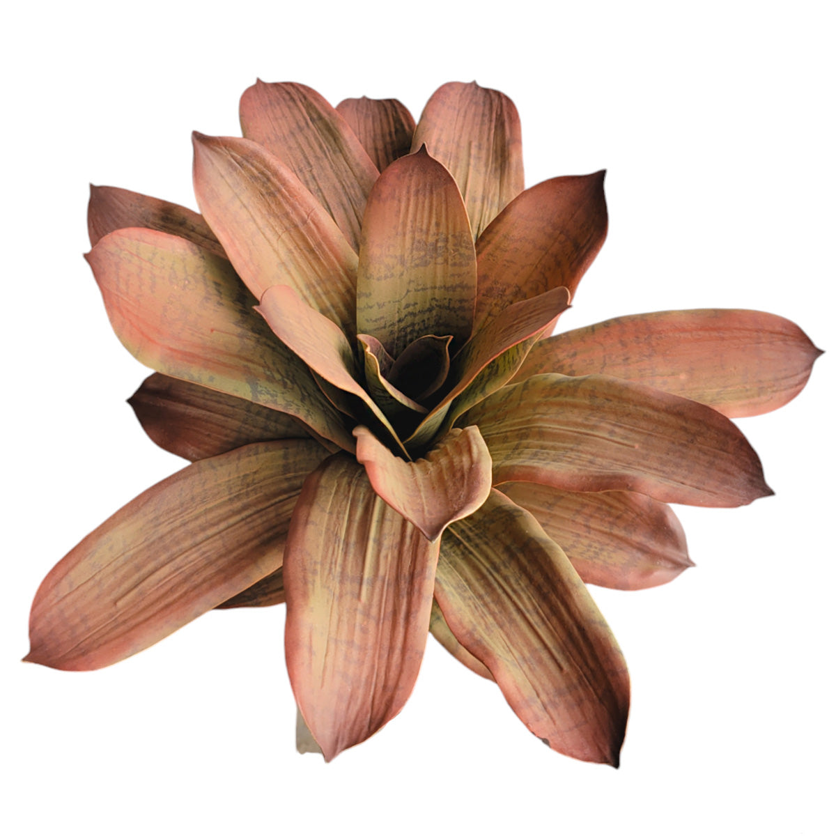 Bromeliad 17“H Unpotted, Mauve