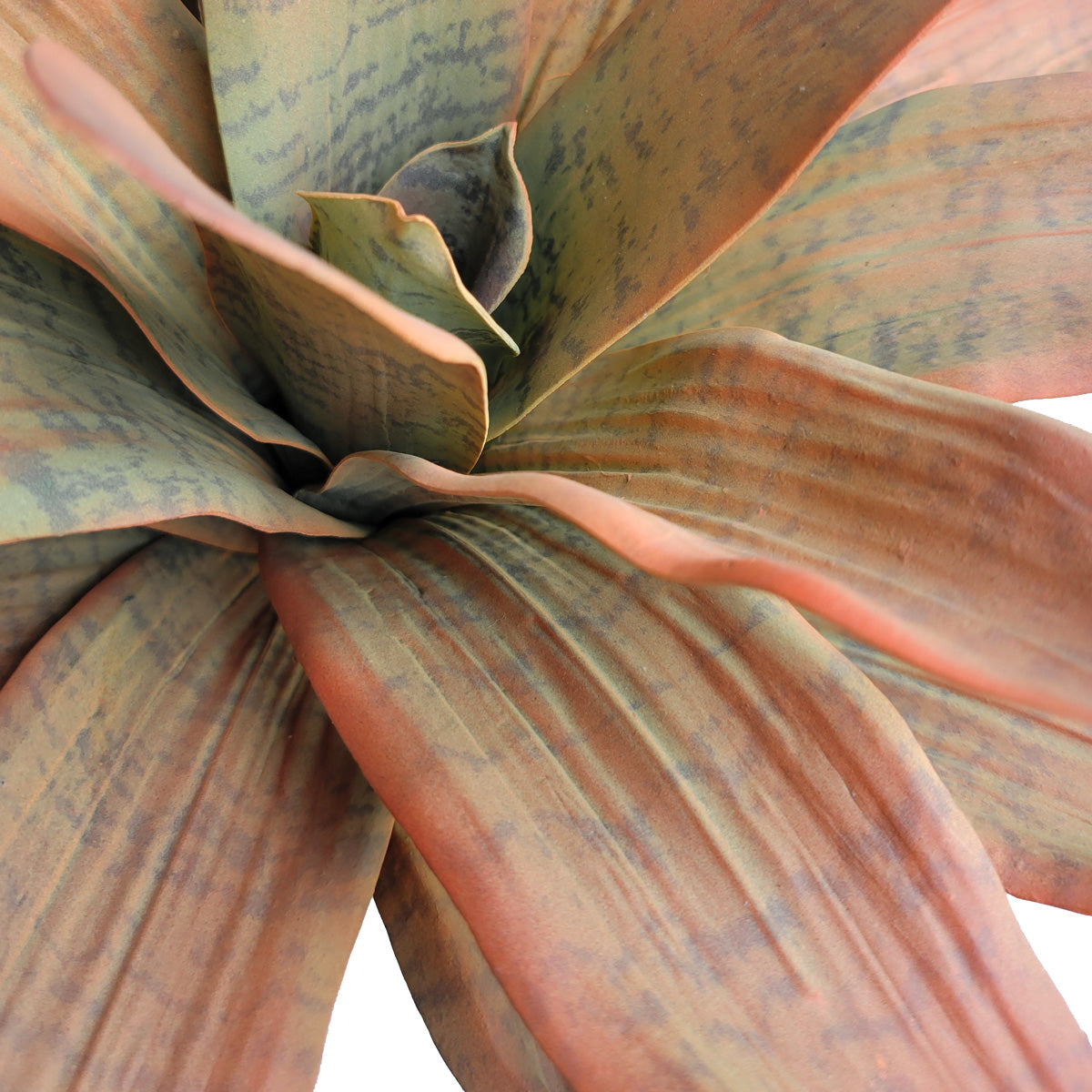 Bromeliad 17“H Unpotted, Mauve