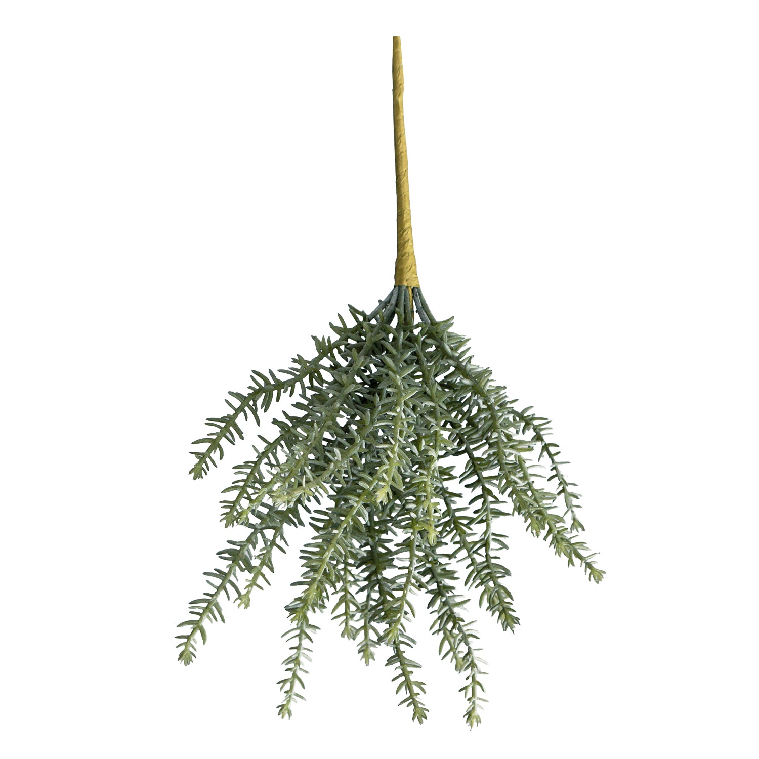 Succulent:  Sedum Stonecrop