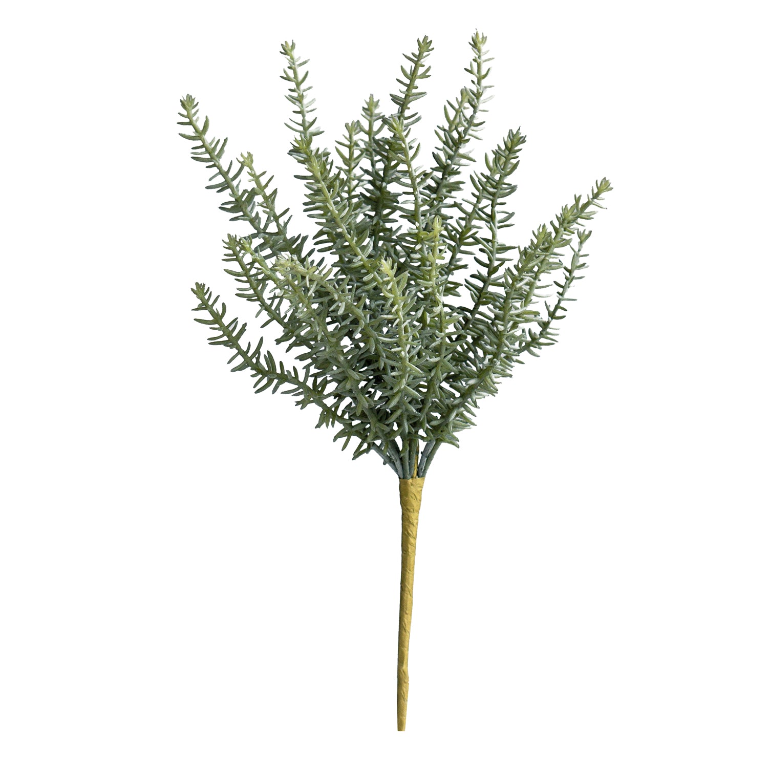 Succulent:  Sedum Stonecrop