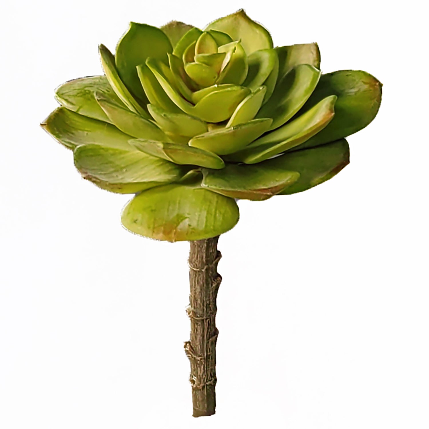 Green Wall, Mini Pulidonis & Kalanchoe 2