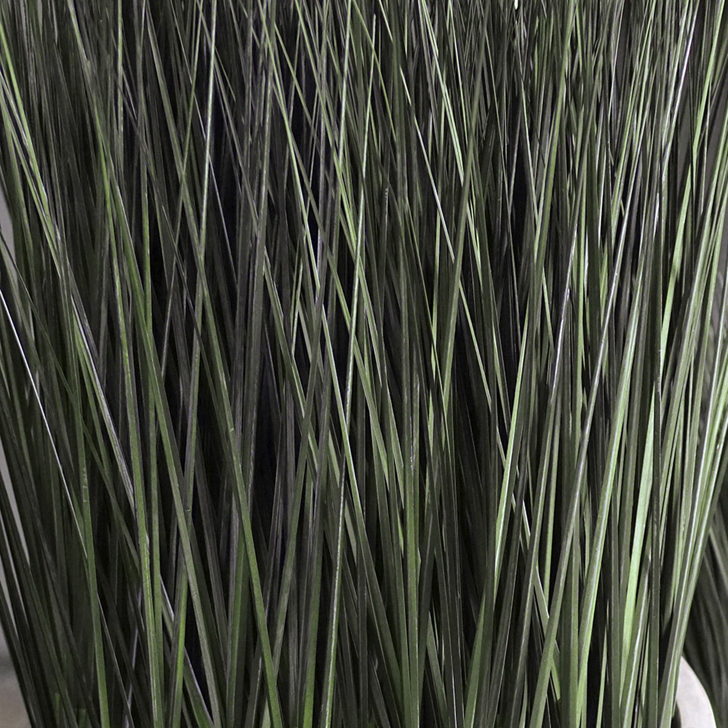 Grass: Cortada Grass in Custom Rectangle Planter