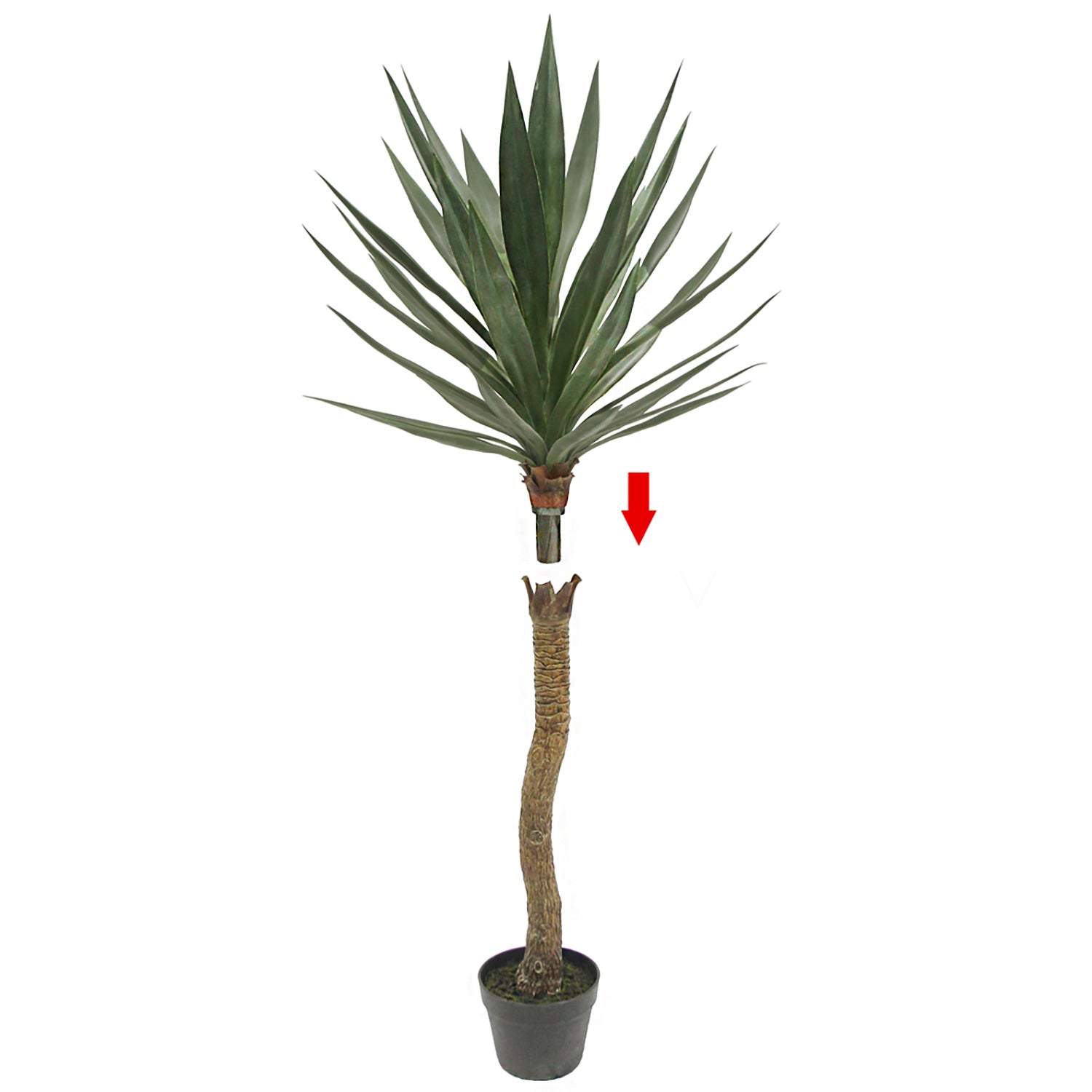 potted yucca plant Yucca 52"H Plant, Potted — Gold Leaf Design Group