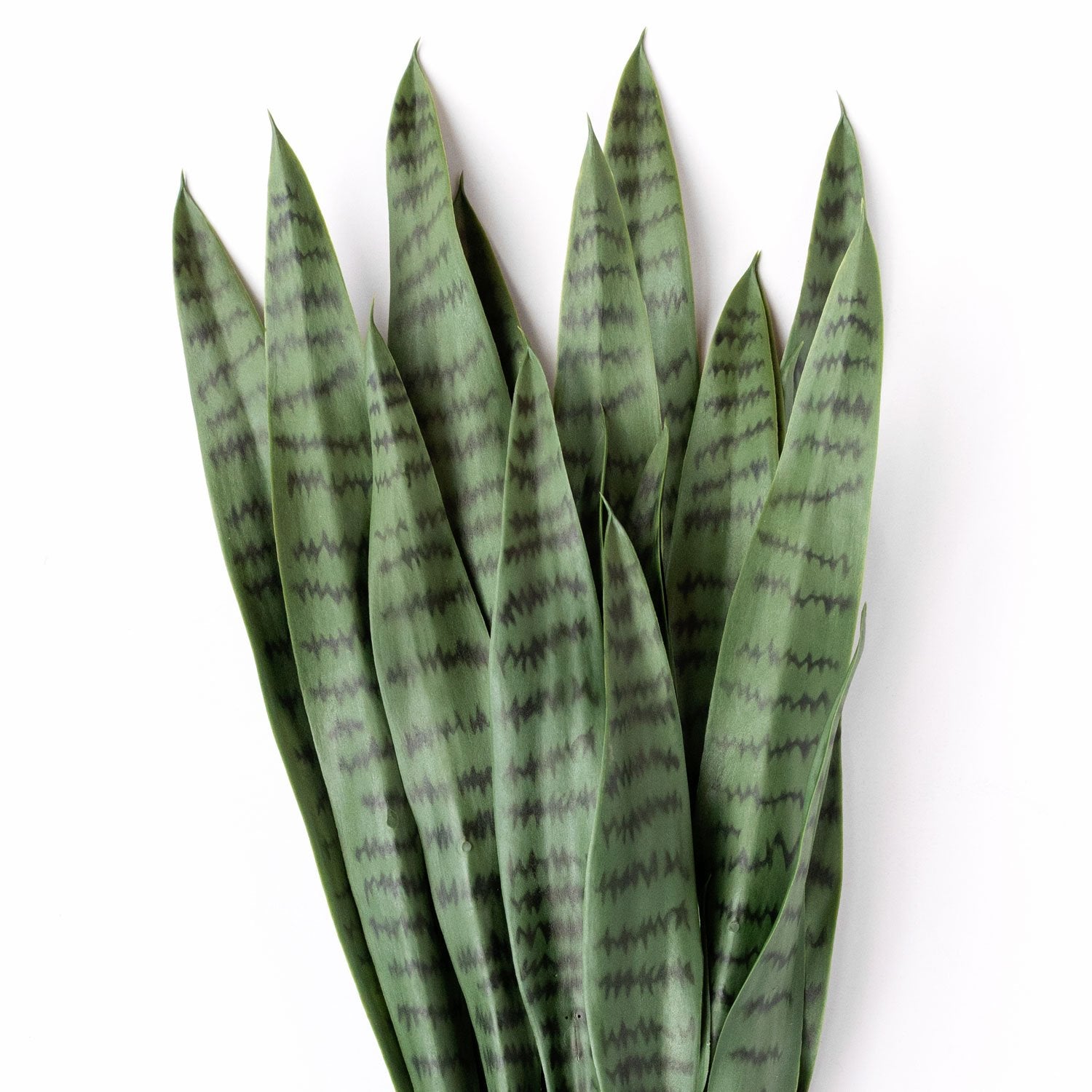 Sansevieria Green in Rectangle Planter w/ Legs