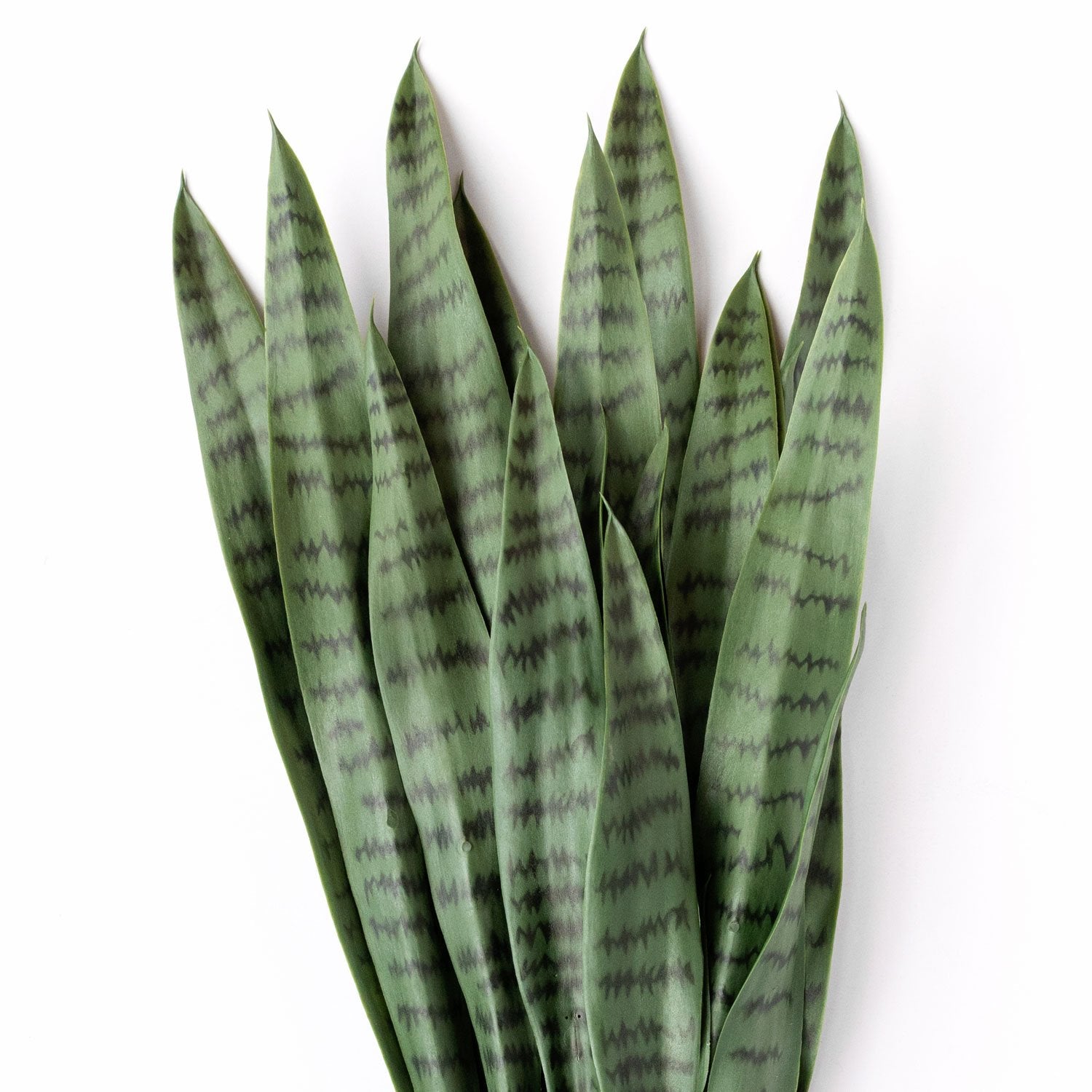 can i put a snake plant in a rectangular planter Sansevieria Green in Rectangle Planter w/ Legs — Gold Leaf Design Group
