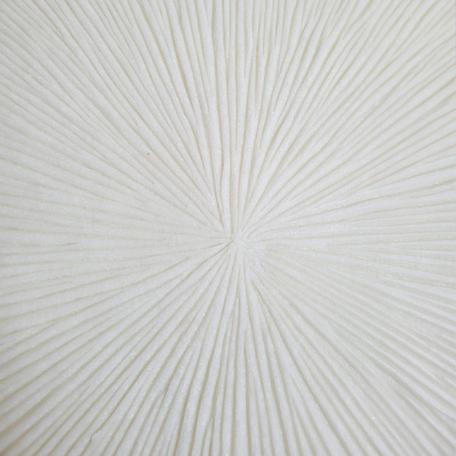 Groove 20.4"SQ, Cream