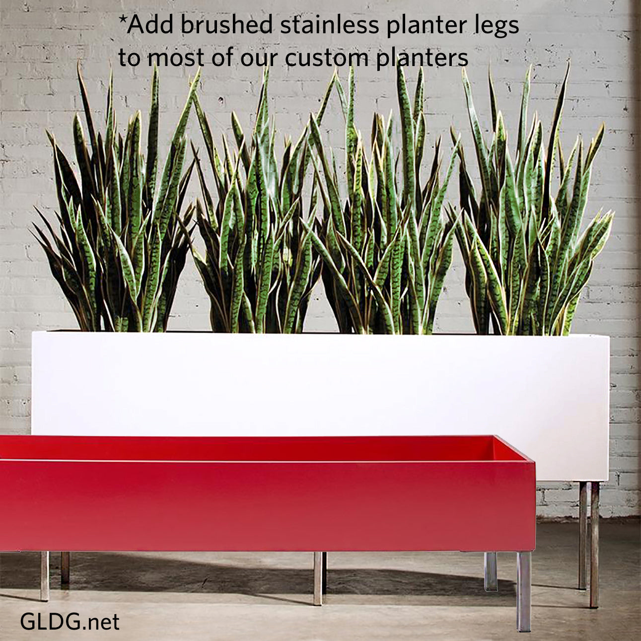 Sansevieria 33"H in Whitewash Rectangle Planter