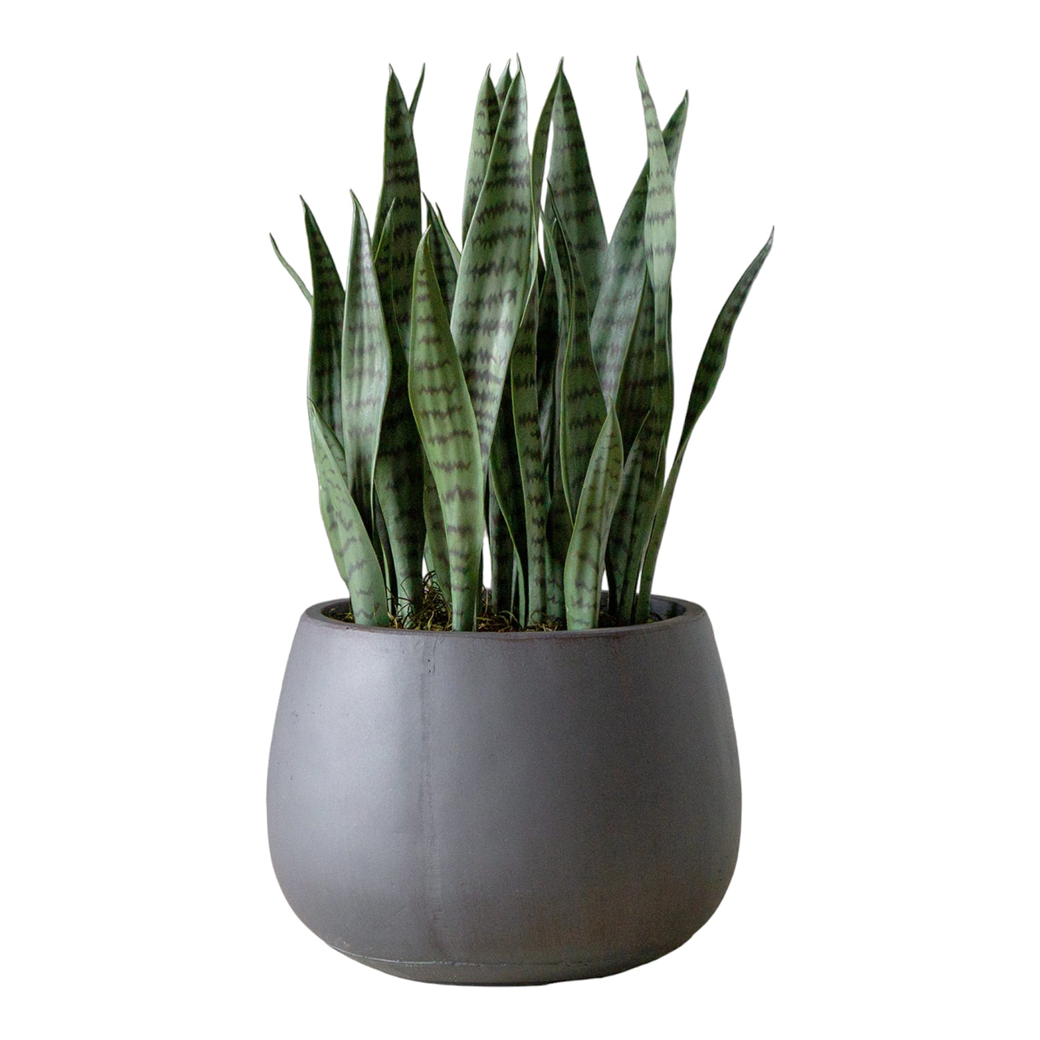 Sansevieria in Puddle Planter Grey, SM