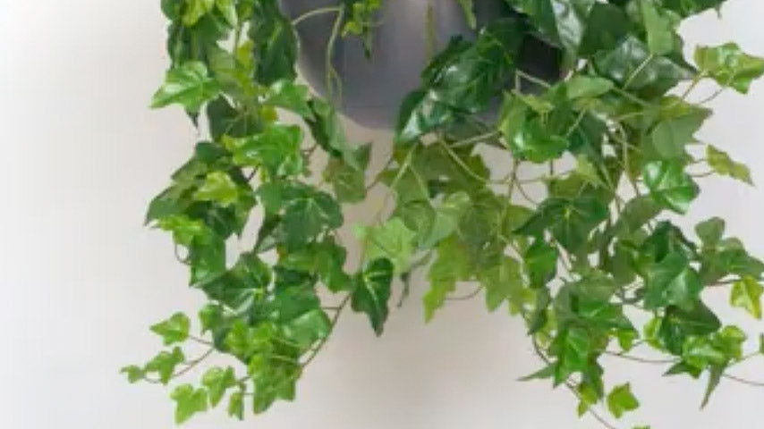 Trendy Hanging Botanicals