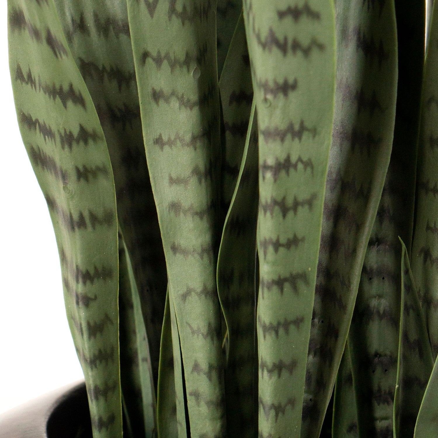 snake plant in rectangular planter Sansevieria Green in Rectangle Planter w/ Legs — Gold Leaf Design Group