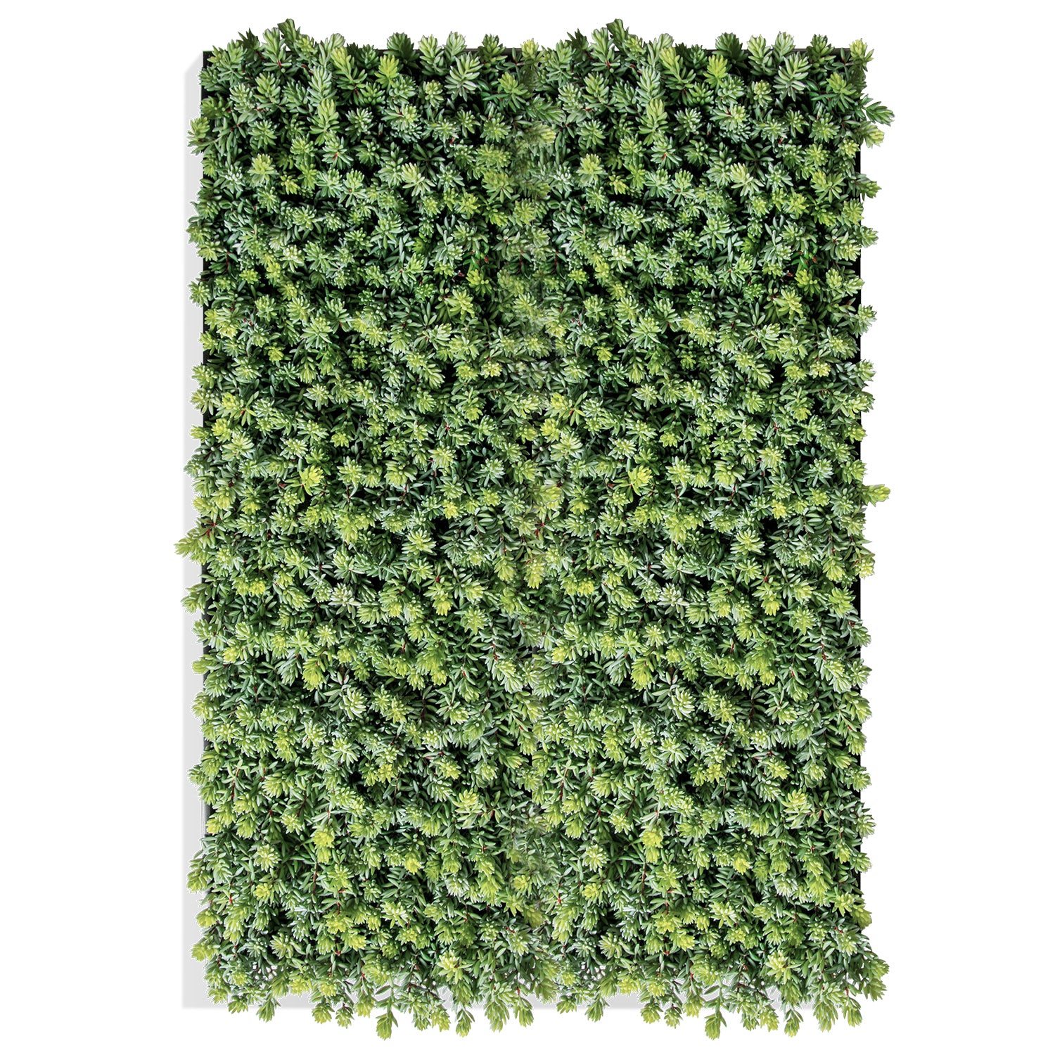 Succulent:  Sedum Album, Green hanging
