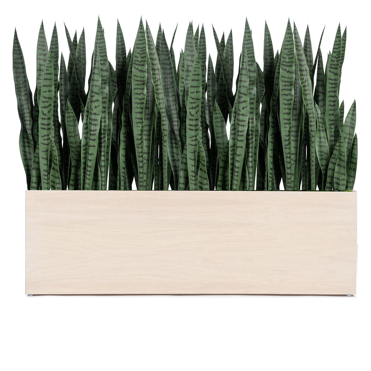 Sansevieria 33"H in Whitewash Rectangle Planter