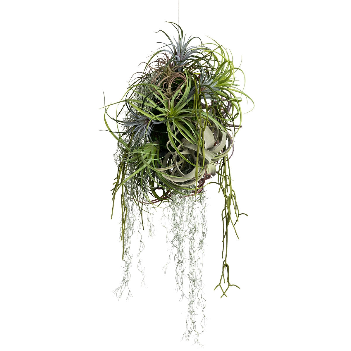 latifolia air plant Tillandsia Latifolia 12"OD Air Plant — Gold Leaf Design Group