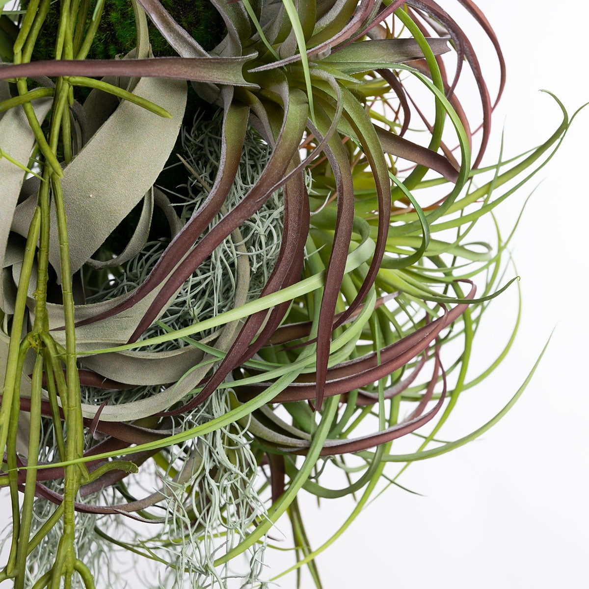 Tillandsia Tenuifolia Bronze Air Plant