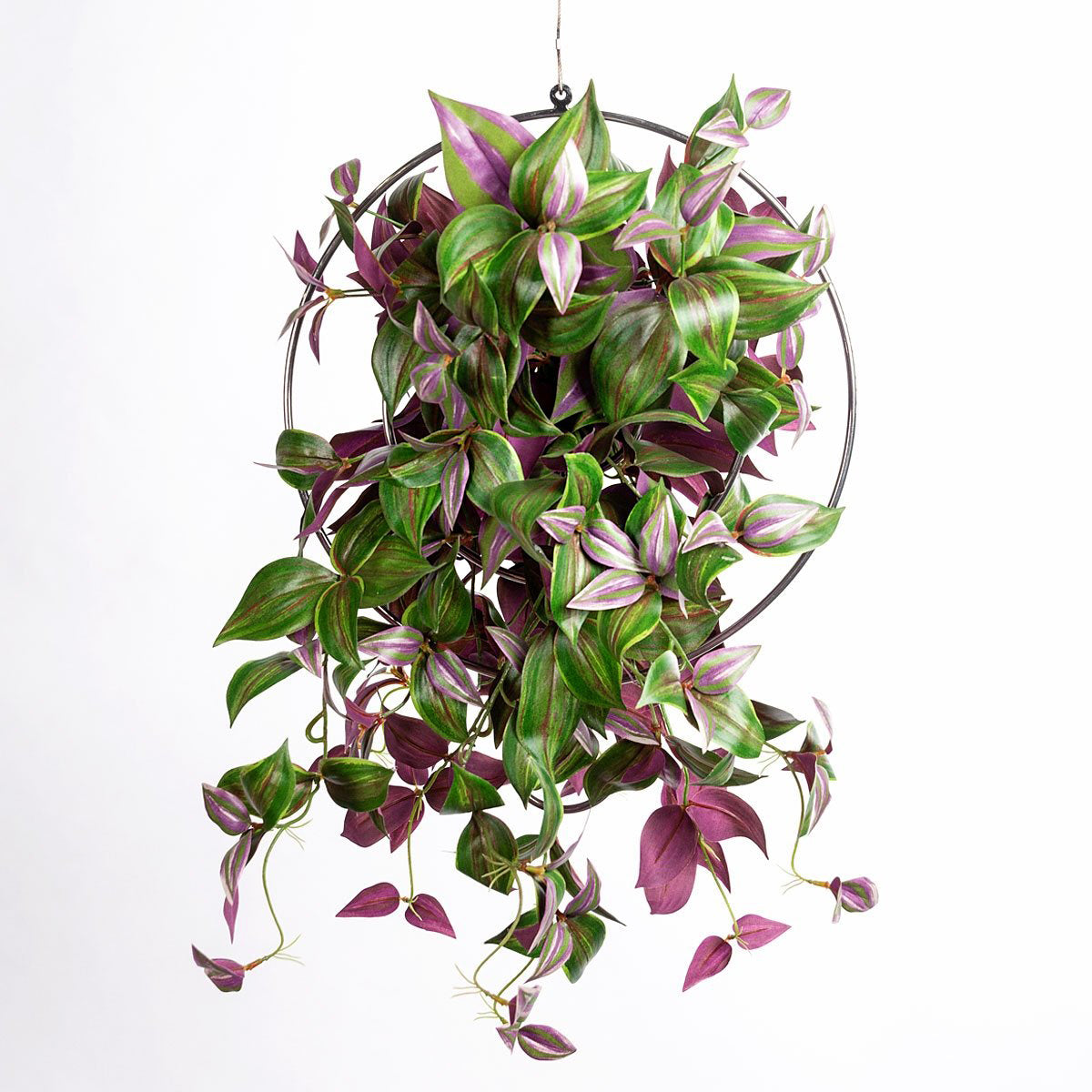 hanging wandering jew plant Wandering Dude 22"L Bush, hanging — Gold Leaf Design Group