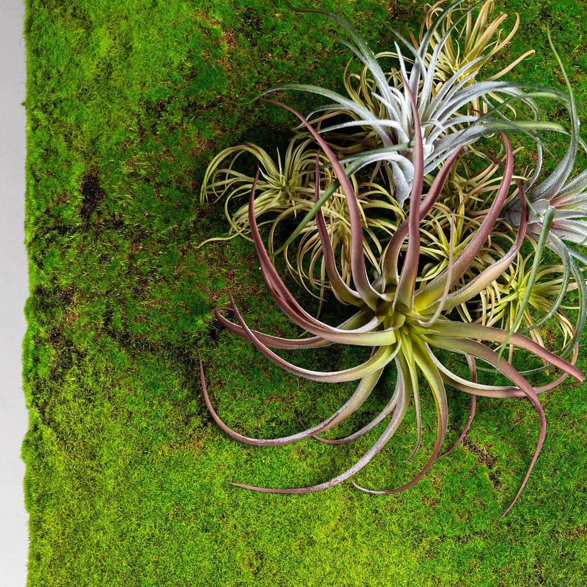 Tillandsia Tenuifolia Bronze Air Plant