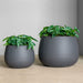 Alocasia permanent botanical design in grey Puddle planter set of two.