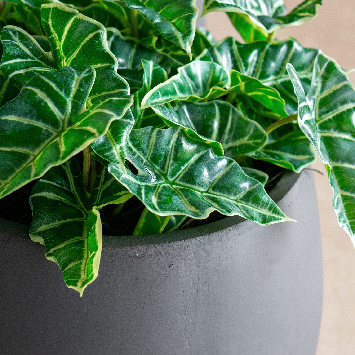 Close up of Alocasia permanent botanicals in a grey Puddle planter.