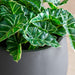 Close up of Alocasia permanent botanicals in a grey Puddle planter.
