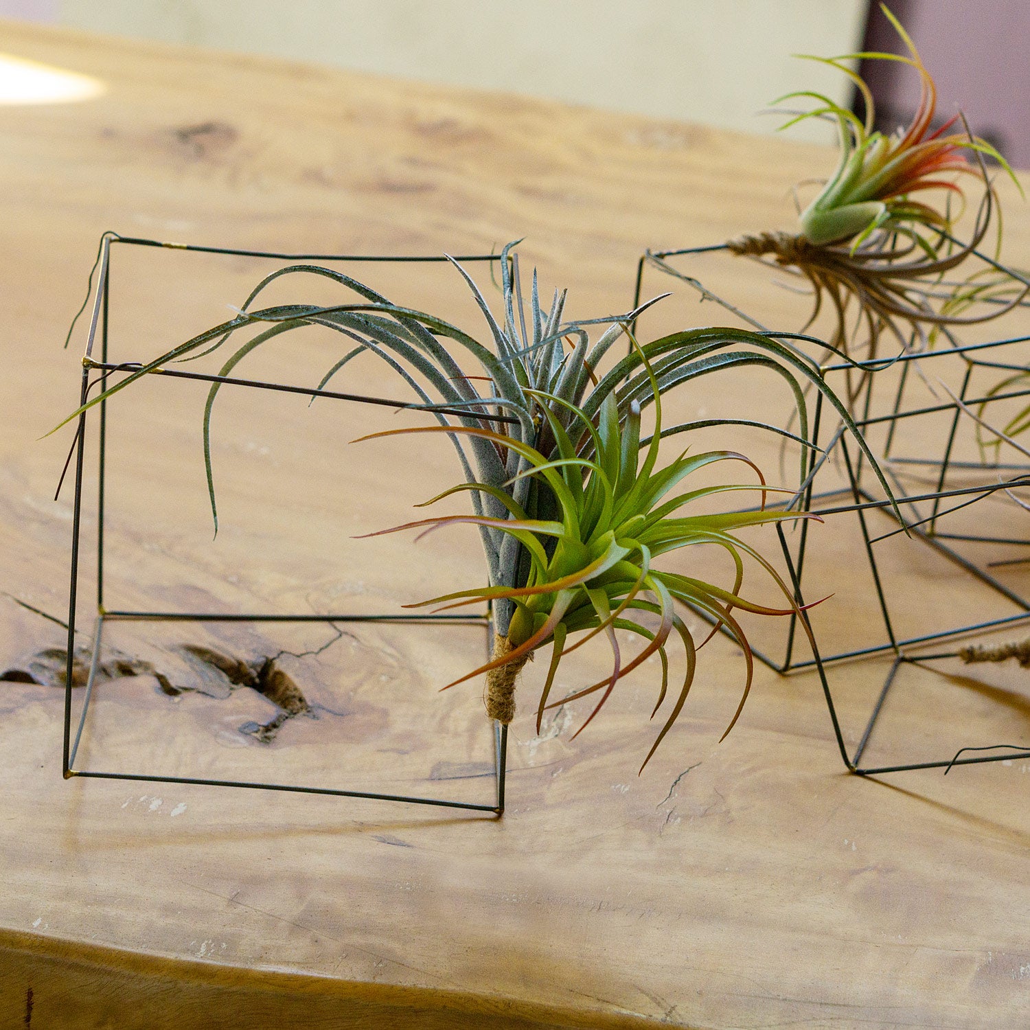 Close up of three tilandsia air plants tied to wire cubes on a wooden table.