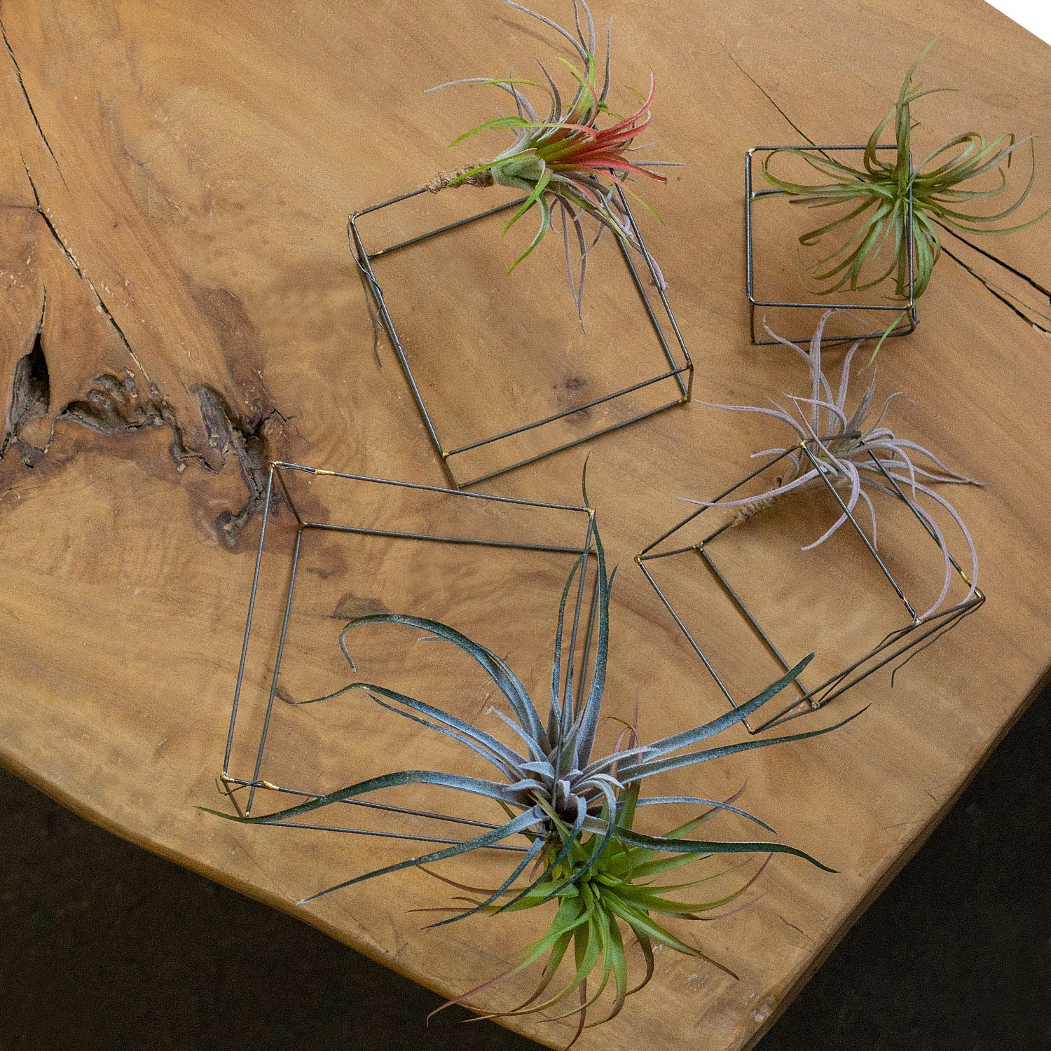 A selection of air plants tied to raw wire cube sculptures on a wood table, overhead view.
