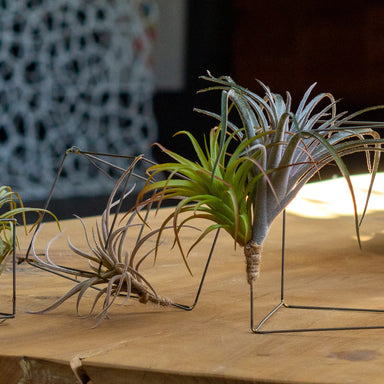 Close up of three tilandsia air plants tied to wire cubes on a wooden table.